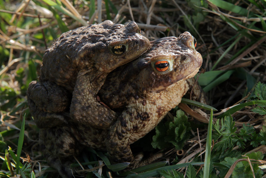 Развитие серой жабы. Серая жаба Bufo Bufo. Кавказский заповедник серая жаба. Серая жаба приспособление. Жаба вид спереди.